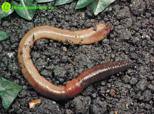 1284979349-earthworm.jpg